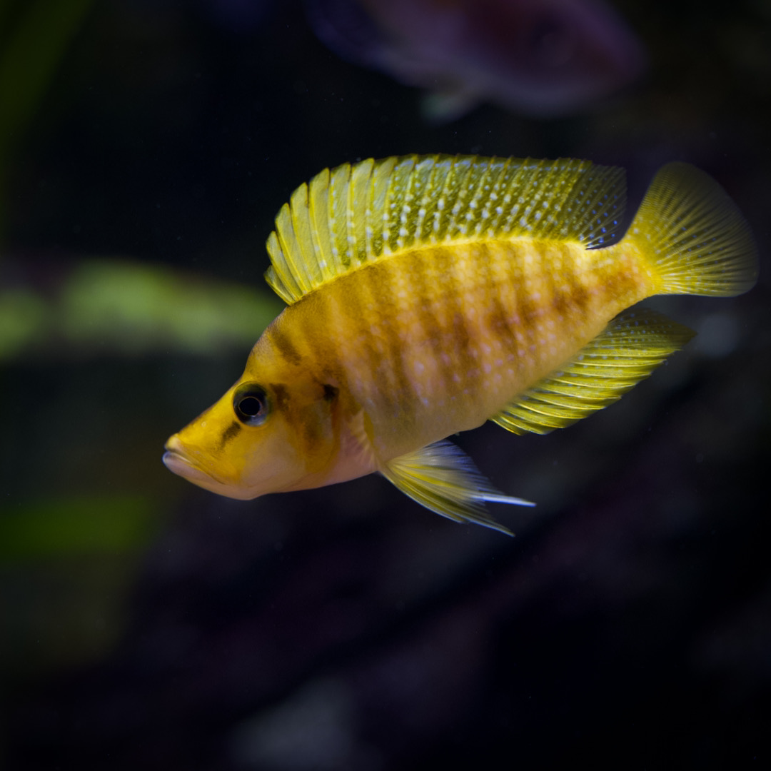 _V6A0294 🧡 Altolamprologus Mandarin Compressiceps 1" -1.5" – Rare Tanganyikan Predator Cichlid - Image 1
