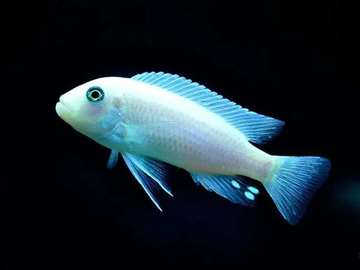 ✨ Pearl Zebra Cichlid 2.5" (Maylandia callainos) – Vibrant Lake Malawi Mbuna - Image 2