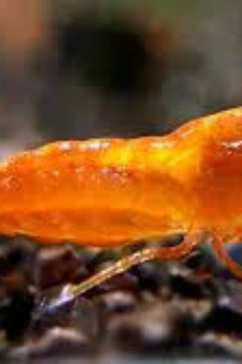 🍊 Orange Sunkist Shrimp (Neocaridina davidi “Sunkist”) – Bright, Active & Easy to Keep
