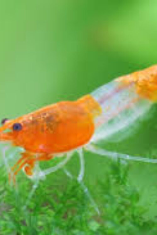 🧡 Orange Rili Shrimp (Neocaridina davidi “Orange Rili”) – Vibrant, Unique & Active Algae Eater