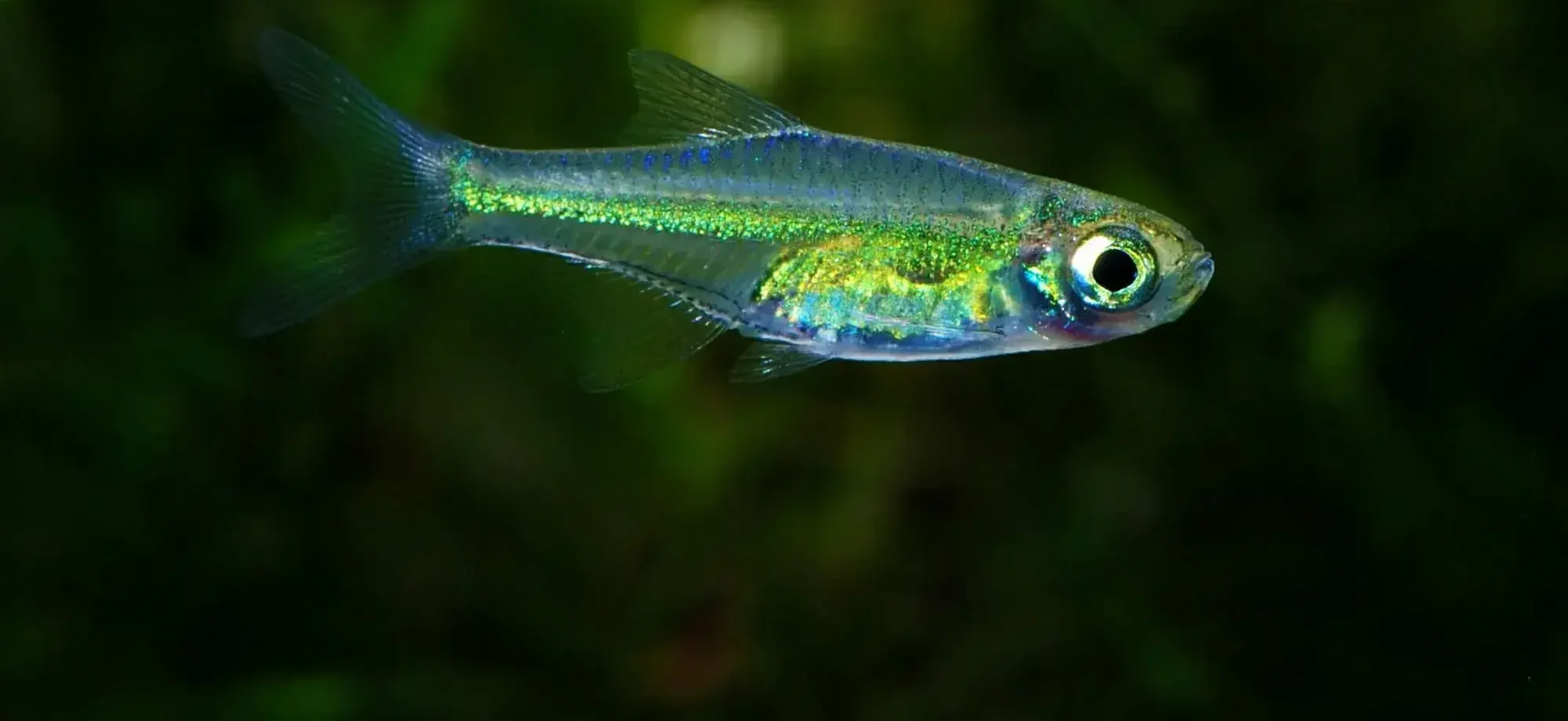 💚 5 Neon Green Rasbora (Microdevario kubotai) – Bright, Peaceful & Perfect for Planted Tanks
