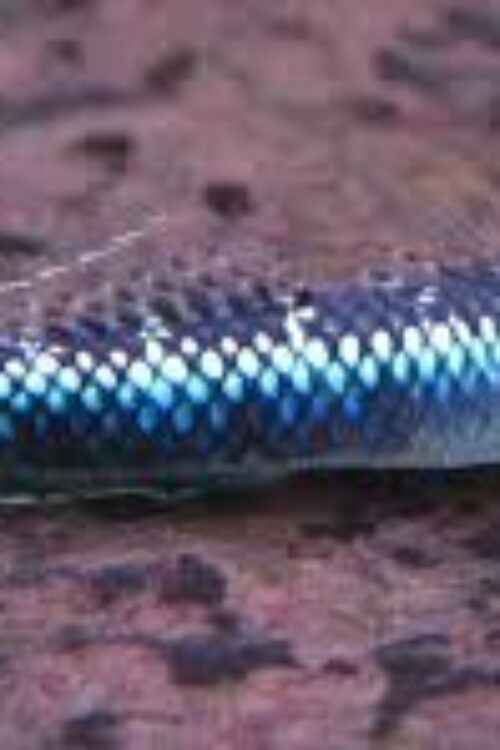 💎 2 Blue Neon Stiphodon Goby Small (Stiphodon atropurpureus) – Peaceful, Algae-Grazing Gem