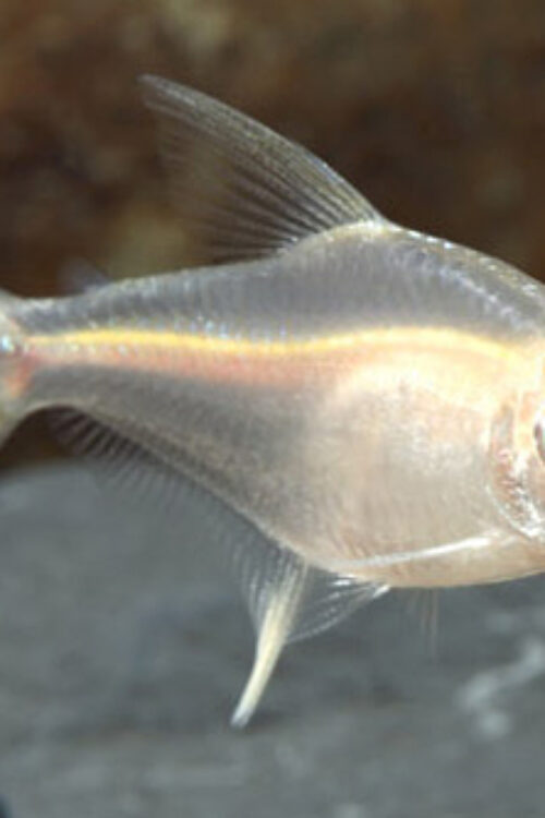 🍋 6 Albino Lemon Tetra Med. (Hyphessobrycon pulchripinnis – Albino Morph) – Peaceful Schooling Fish