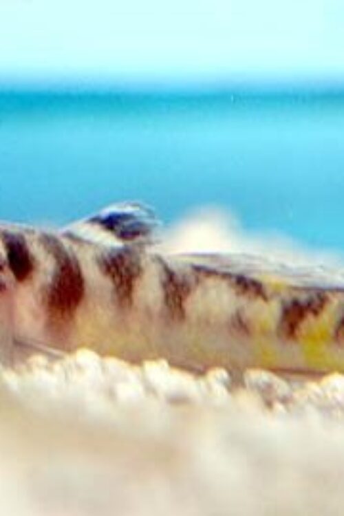 💛 Yellow Stripe Goby 1.5″ (Mugilogobius parvus) – Unique Freshwater Goby