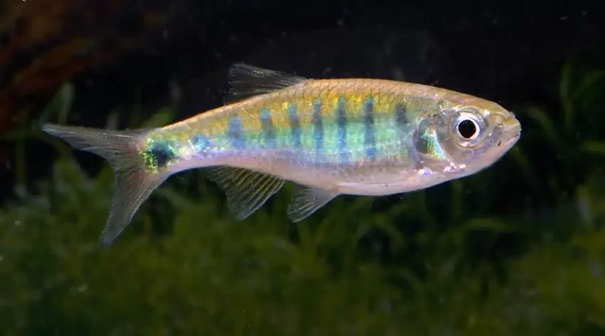 opsarius-bernatziki-frau 💙 2 Blue Hillstream Trout (Opsarius bernatziki) – Sleek, Fast & Striking Stream Dweller - Image 1