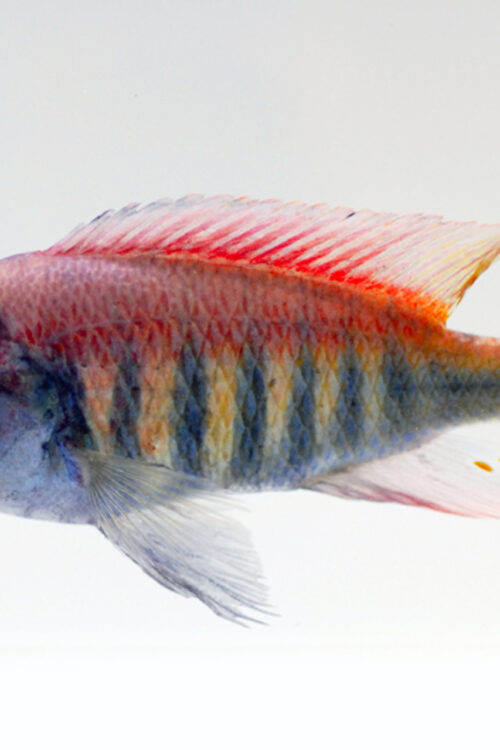 🌈 5 Pack Mixed Victorian Cichlids 1.5″ (Pundamilia sp.) – Colorful & Active African Cichlids