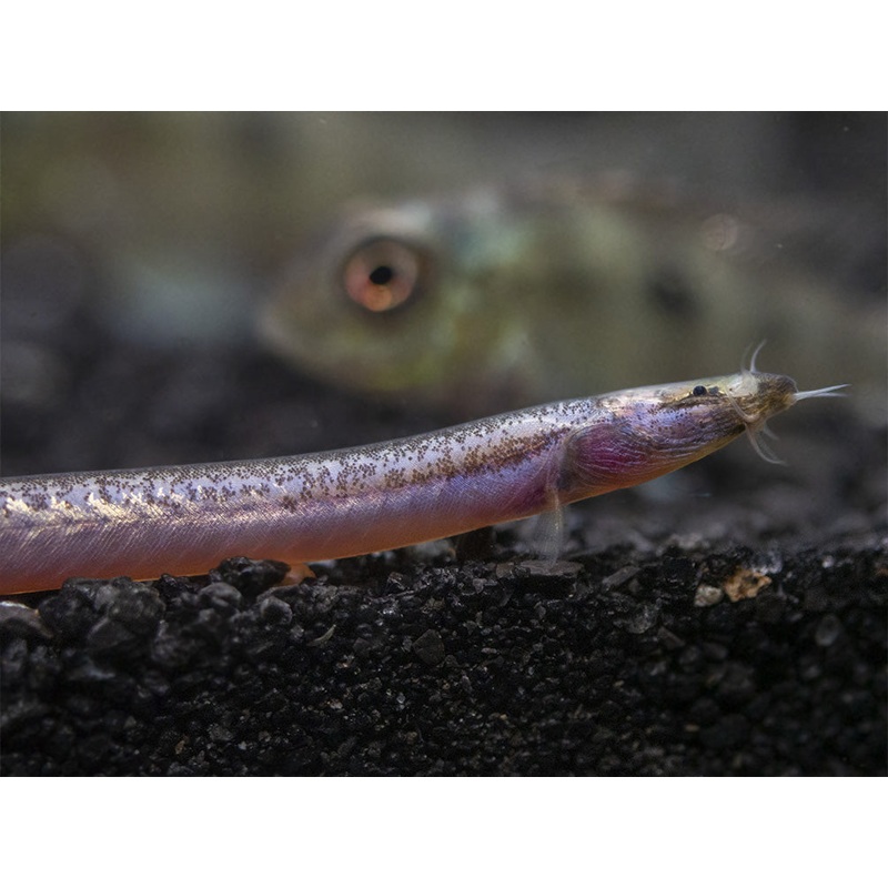 💎 5 Sumatran Neon Loach (Pangio bitaimac) – Rare & Colorful Micro Loach