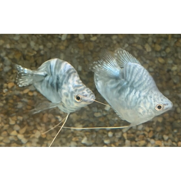 🎈 Blue Balloon Gourami (Trichogaster lalius “Balloon”) – Peaceful, Colorful & Full of Personality