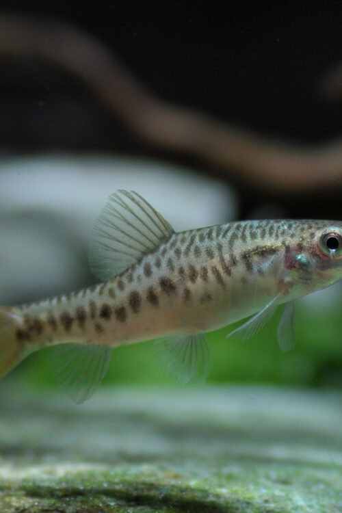 🌾 Yunnanilus brevis Loach – Rare, Peaceful & Perfect for Planted or Nano Aquariums