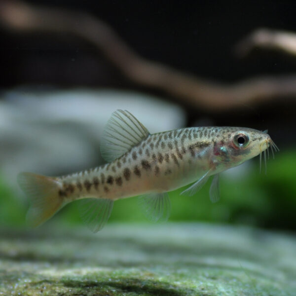 🌾 Yunnanilus brevis Loach – Rare, Peaceful & Perfect for Planted or Nano Aquariums