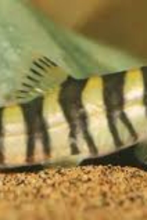 🐉 Kansu Loach (Leptobotia guilinensis) 2″ – Active, Hardy & Beautiful River Bottom Dweller