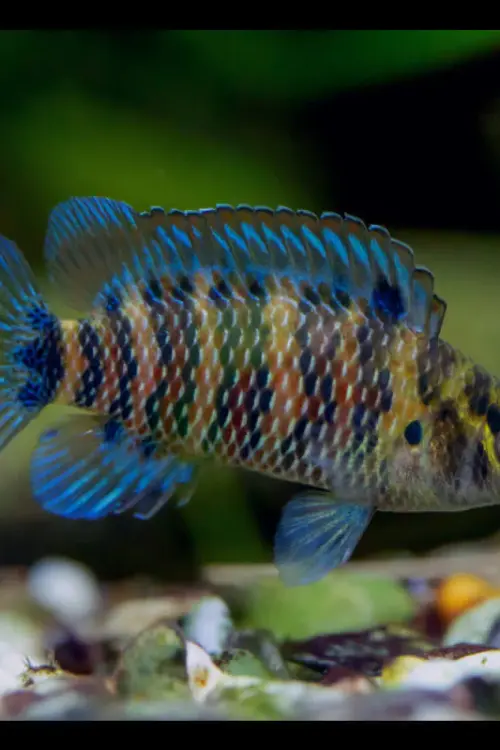 2 Indian Neon Blue Badis (Pair) beautiful Live Fish Freshwater Aquarium