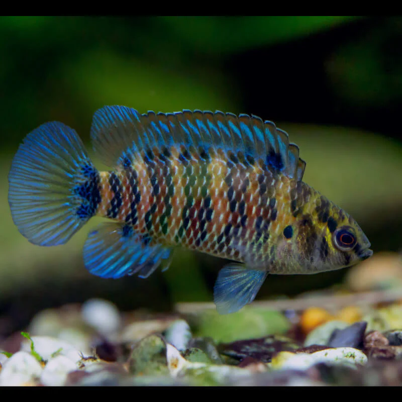 badis-badis-badis-bleu