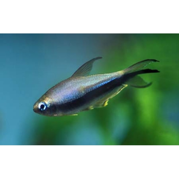 5x Emperor Tetra Med RARE LIVE TROPICAL FISH Great Fish Awesome Price.