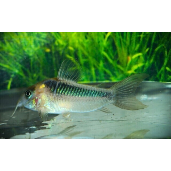 Corydora Rabauti Med-Lrg Fast Ship Live Fish