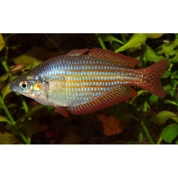 🌈 2 Red Laser Rainbowfish (Melanotaenia rubrivittata) 2" – Striking Red-Line Papua Rainbow 🐟