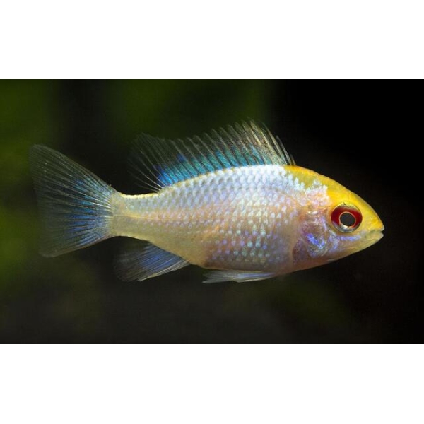 ✨ Golden Head Platinum Ramirezi Cichlid Med- Lrg