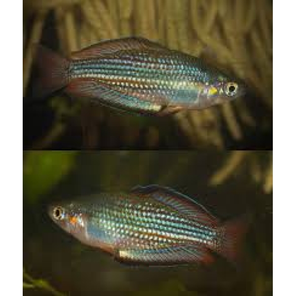 🌈 2 Kali Jakora Rainbowfish (Melanotaenia sp. “Kali Jakora”) – Rare High-Contrast Papua Rainbow 🐟