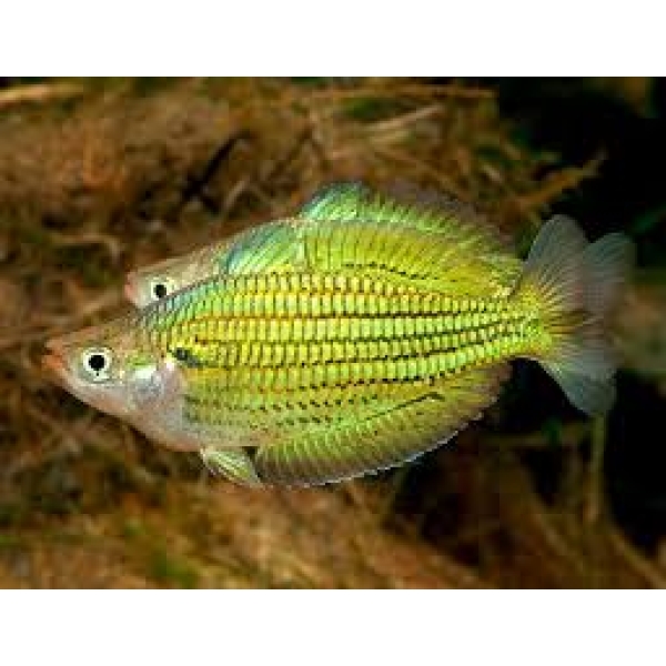 🌈 2 Sexlineata Tabubil Rainbowfish (Melanotaenia sexlineata “Tabubil”) – Six-Line Golden Papua Rainbow