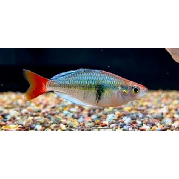 2 Kali Tawa Rainbowfish Small (Melanotaenia Sp. Kali Tawa) – Hardy & Colorful Schooling Fish 🐟