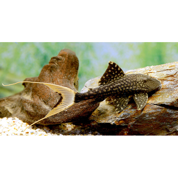 🐟 Pleco Papa L90 (Panaque sp. L90) 1.5" - 2" – Rare Wood-Grazing Pleco