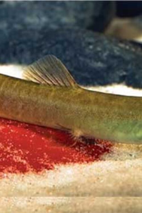 🔥 Red-Tailed Squirrel Loach (Schistura vinciguerrae) – Rare Active Freshwater Loach