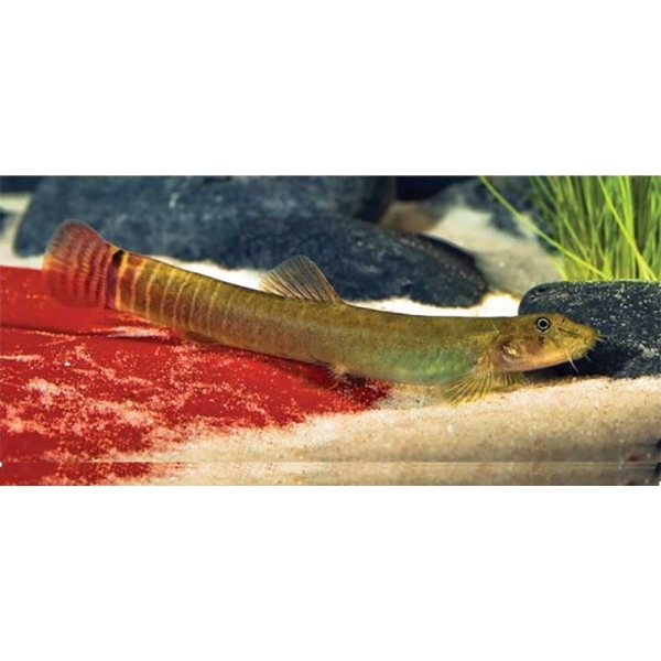 🔥 Red-Tailed Squirrel Loach (Schistura vinciguerrae) – Rare Active Freshwater Loach