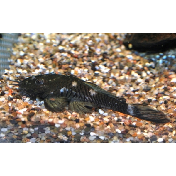 🐟 Bristle Bushmouth Pleco 2" L34 (Ancistrus sp. L34) – Rare Bushynose Pleco
