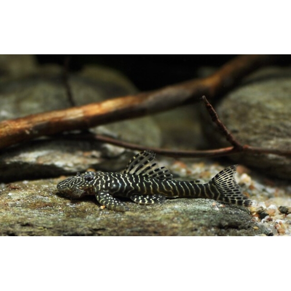 🐟 Tigris Plecostomus L257 - 1.5" (Pseudolithoxus tigris) – Rare Tigris Pleco
