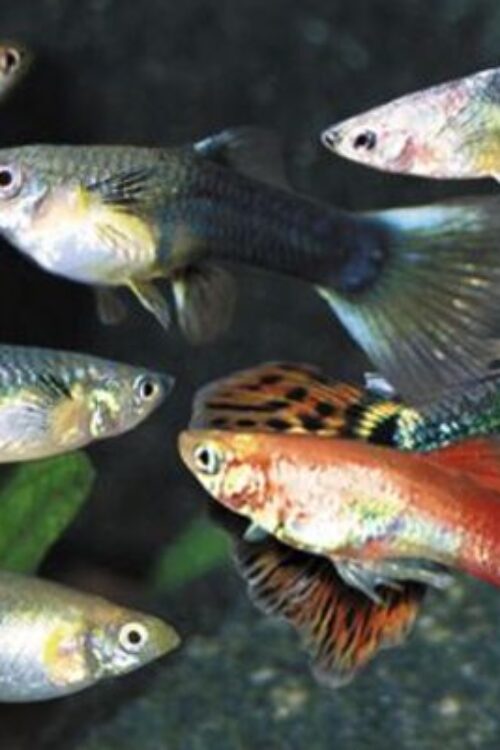 12 Female Guppy Mix – Vibrant Live Fish FAST SHIP
