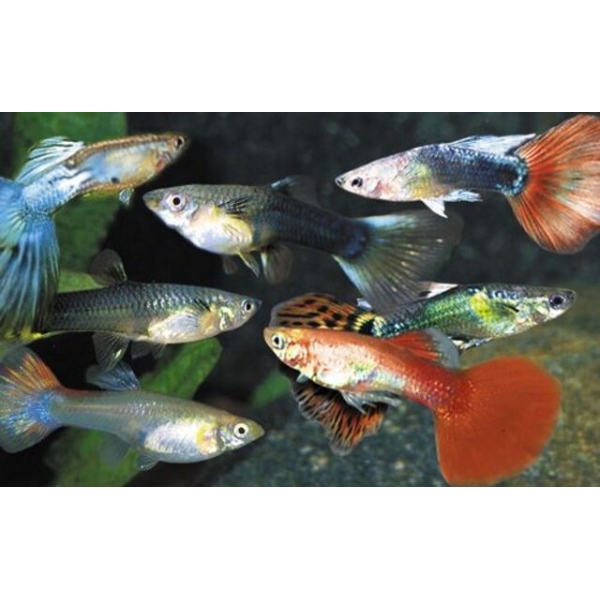 12 Female Guppy Mix - Vibrant Live Fish FAST SHIP
