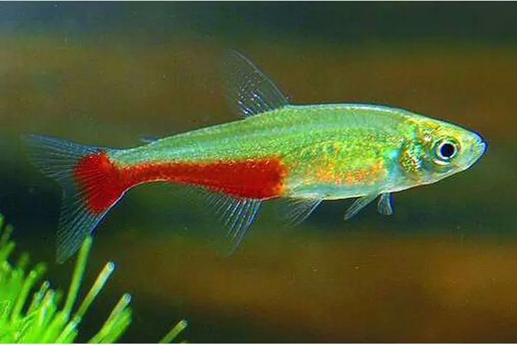 6 Green Fire Tetras Great Schooling live Fish