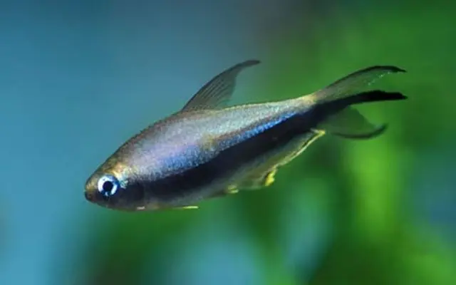 5x Emperor Tetra Med RARE LIVE TROPICAL FISH Great Fish Awesome Price.