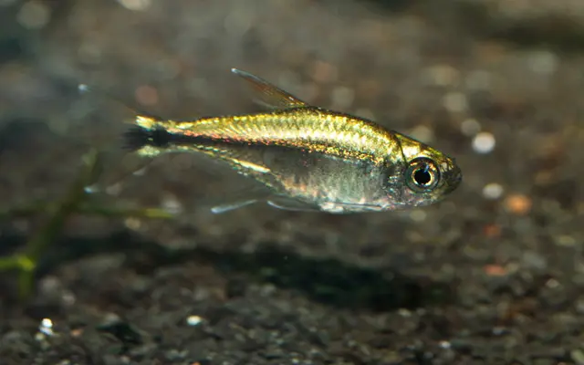 12 Pack Gold Colombian Tetra ( Hyphessobrycon Eos ) LIVE TROPICAL FISH