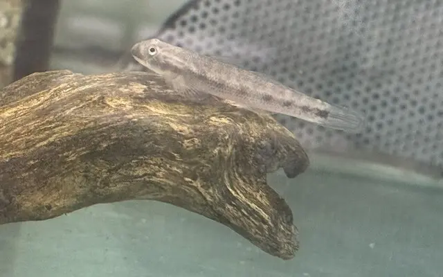 🔥 Redtail Goby Med-Lrg (Sicyopterus lagocephalus) – Energetic, Colorful & Algae-Grazing Stream Goby