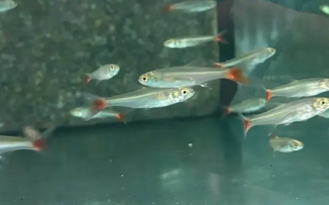 🐟 Amazon Redtail Tetra (Aphycocharax dentatus)