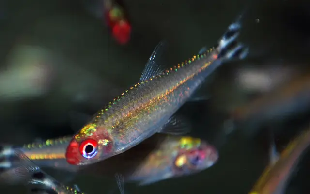 🔴 Rummy Nose Tetra XL Wild Caught - Live Freshwater Fish Illuminate Your Aquarium! 🌿