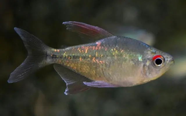 Diamond Tetra Wild Caught Med. - SPARKLING! Aquatic Enchantment! 🐠