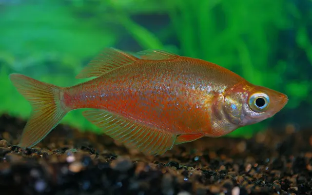 2 PACK New Guinea Red Rainbow 3"-4" Rainbowfish live Fish FAST SHIP