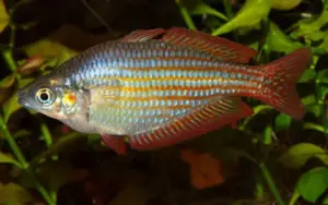 🌈 2 Red Laser Rainbowfish (Melanotaenia rubrivittata) 2" – Striking Red-Line Papua Rainbow 🐟