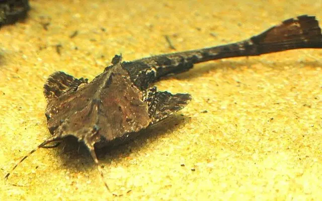 ๐Banjo Catfish Large Bunocephalus Coracoides ๐ Live Freshwater Fish