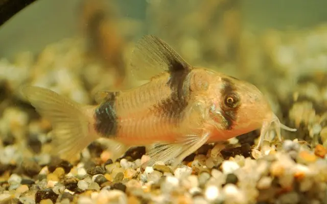 Corydoras Weitzmani - Striking & Rare Catfish for Discerning Aquarists