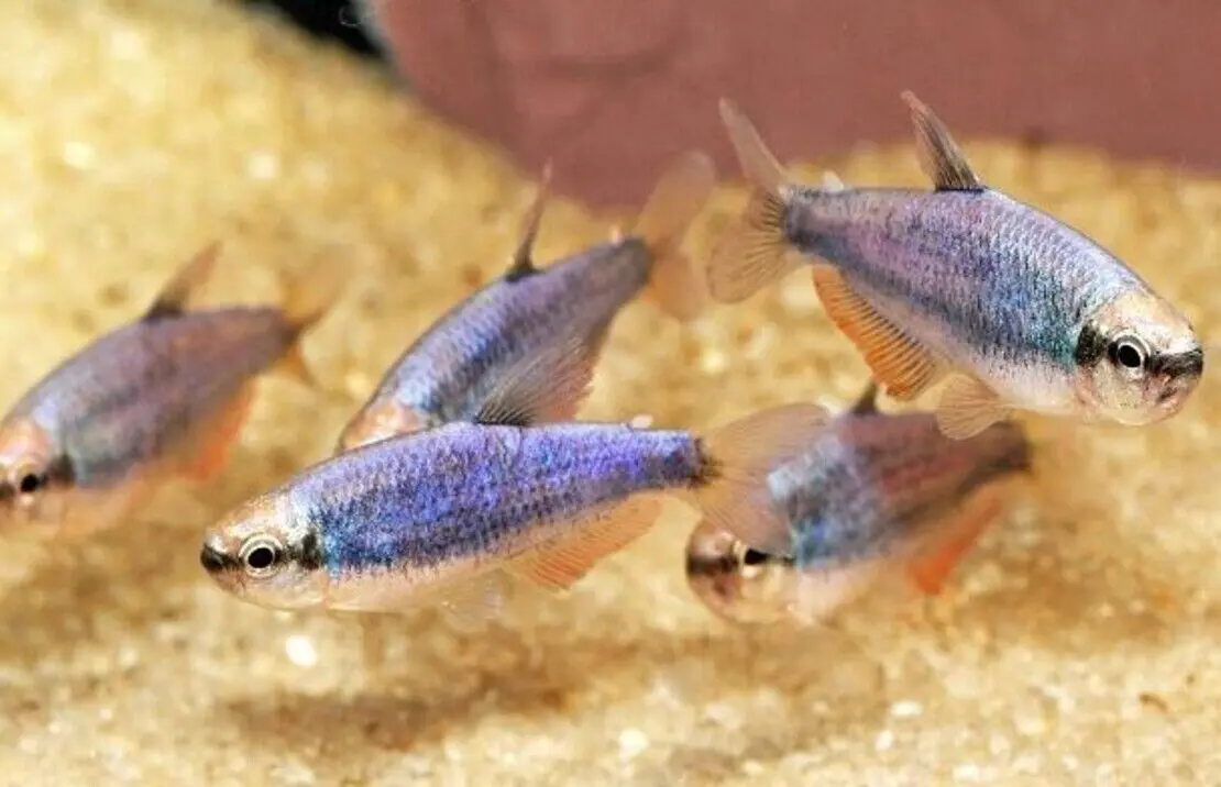 🌈 Colorful Schooling Fish Bundle – Freshwater Tetra Community Pack - Image 3