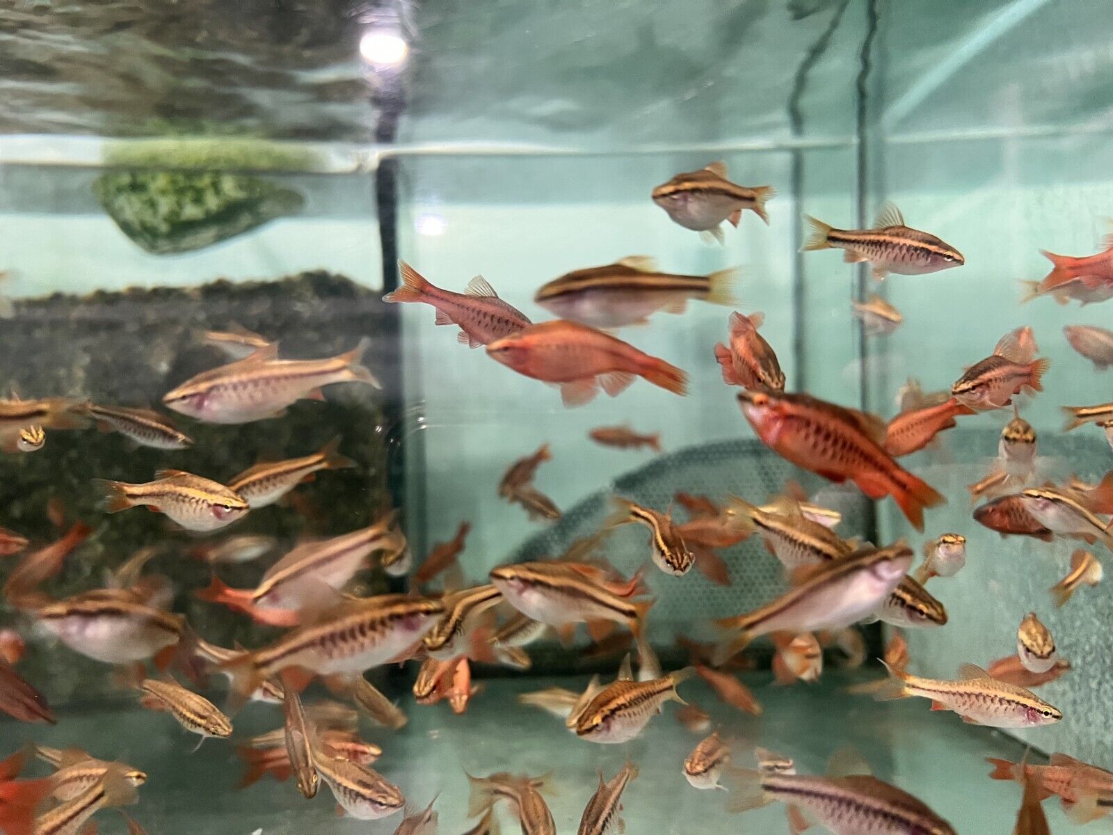 12 Medium Cherry Barbs - Peaceful Schooling Live Fish FAST SHIP - Image 4