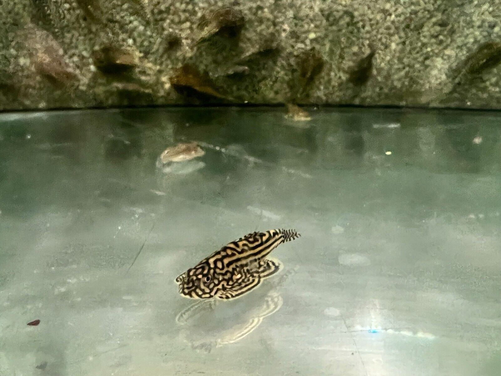 1x - Dazzling Medium Goldring Butterfly Hillstream Loach - FAST SHIP - Image 2