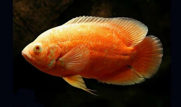 2x Red Albino Oscars 2" - 2.5" Astronotus Ocellatus FAST SHIP Fish