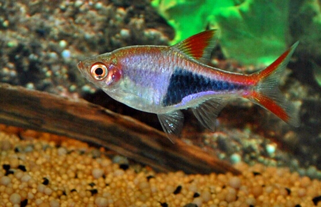 6-Pack Harlequin Rasbora Vibrant Live Fish: Colorful Community FAST SHIP