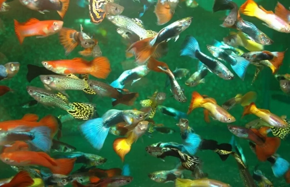 24 Pack Mixed Male and Female Guppy Breeder Bundle (approx 12 males and 12 Females)
