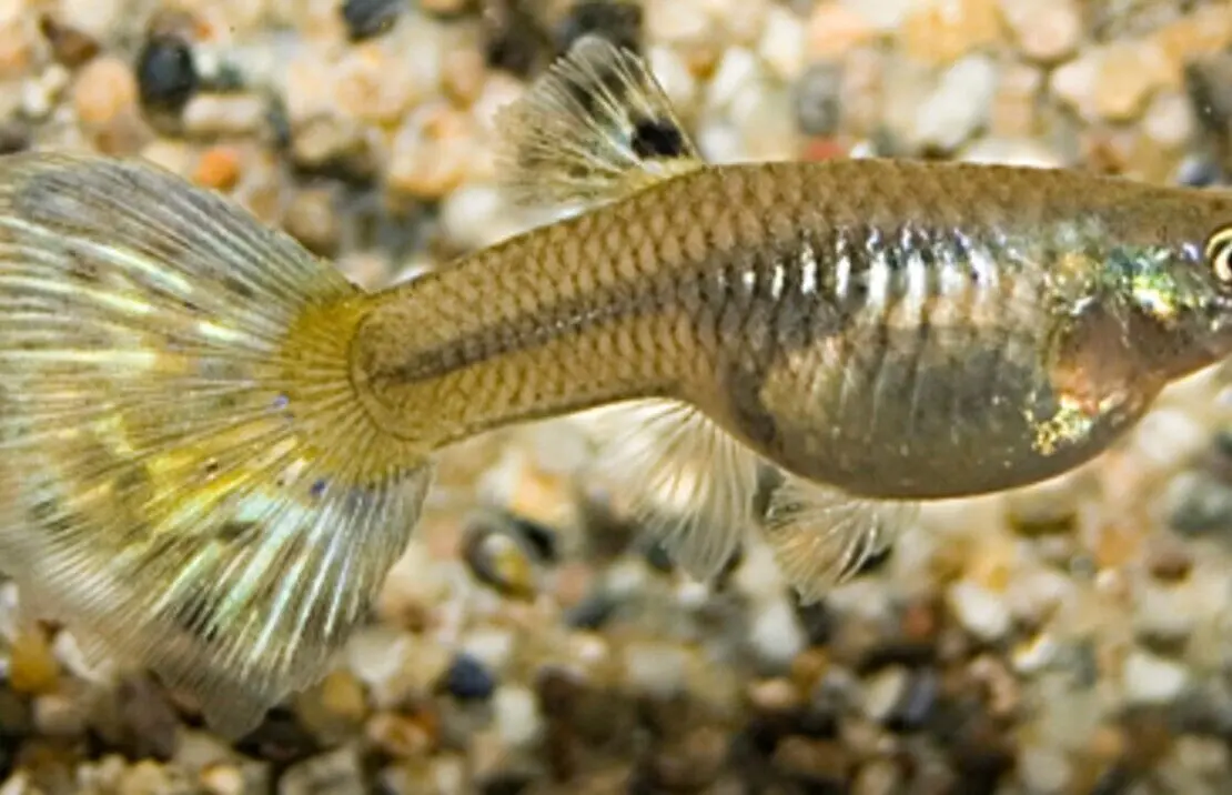 24 Pack Mixed Male and Female Guppy Breeder Bundle (approx 12 males and 12 Females) - Image 2