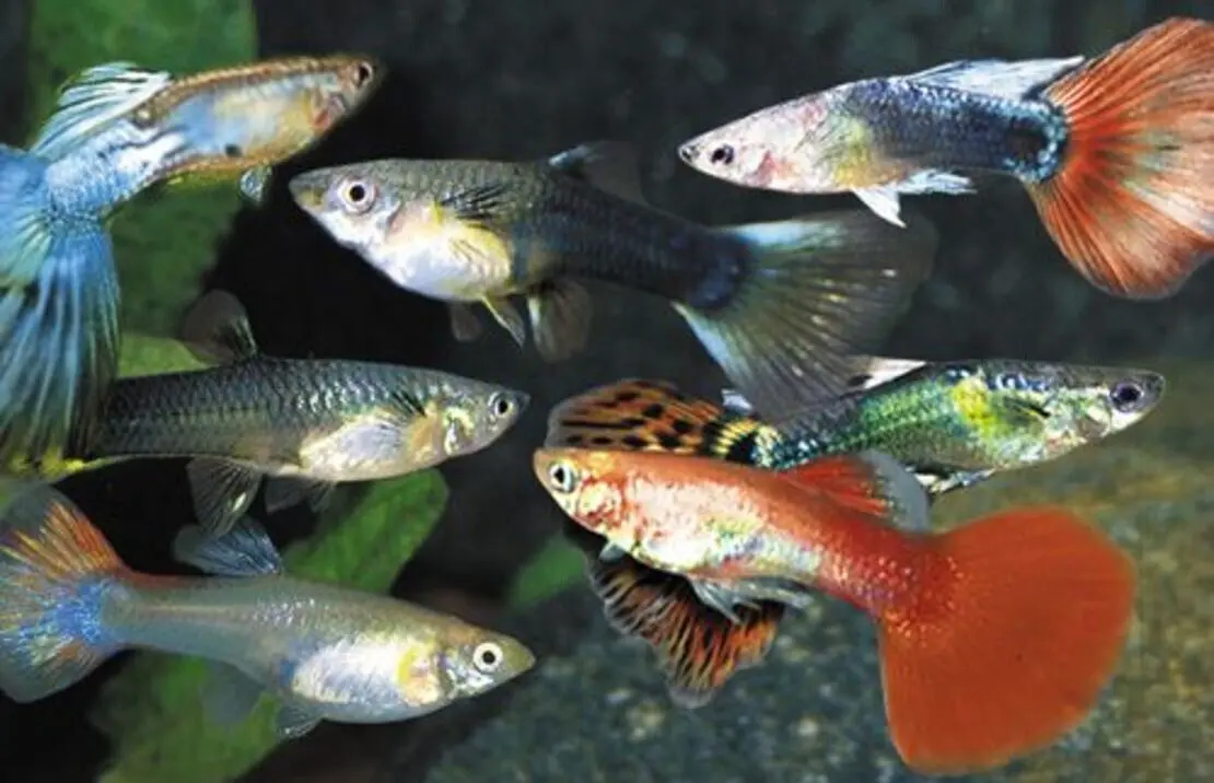 24 Pack Mixed Male and Female Guppy Breeder Bundle (approx 12 males and 12 Females) - Image 3
